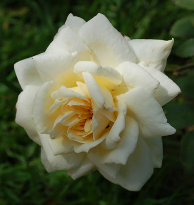 White_Cap_0010__G_37846.jpg