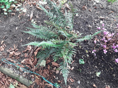 Polystichumtsus.jpg