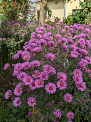 Aster_novae_angliae-Sämling-pink.24-1.jpg
