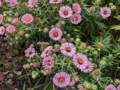 Aster_novae_angliae-Sämling-rosa.24-1.jpg