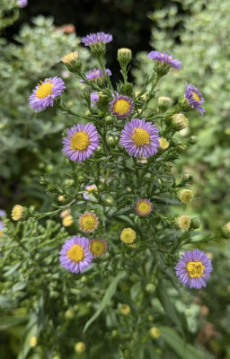 Aster_novae_belgiae-Sämling-lila..mini.24-1.jpg