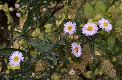 Aster_laevis-Sämling.24-1.jpg