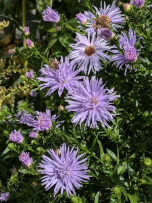 Aster_novae_belgiae-Sämling-rosaPuschel.24-1.jpg