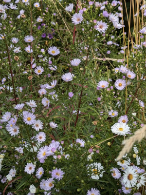 Aster-AnjasChoice.24-1.jpg