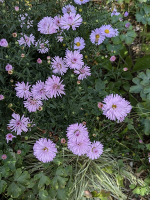 Aster-Chatterbox.24-1.jpg