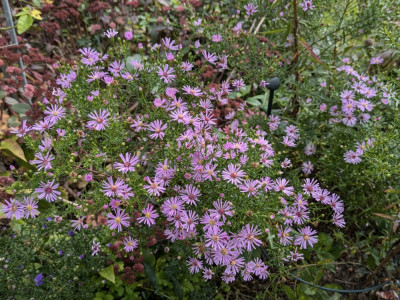 Aster-PinkStar.24-1.jpg