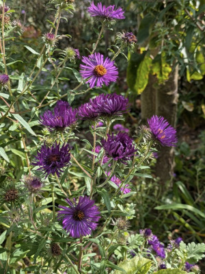 Aster_novae_angliae-Constance.24-1.jpg
