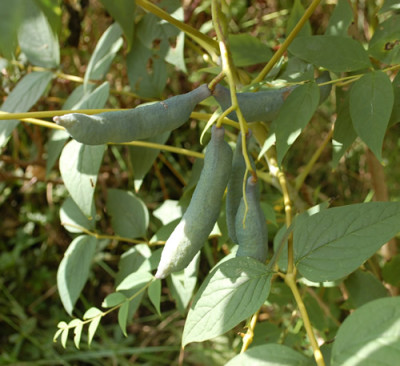 Blauschotenstrauch_0010__H_37848.jpg