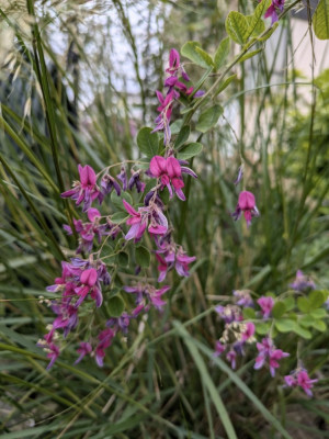 Lespedeza_thunbergii.24-1.jpg