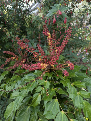 Mahonia-Cabaret.24-2.jpg