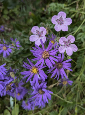 Aster_amellus-Butzemann.24-1.jpg