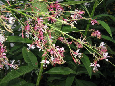 IMG_39081.jpg_Gaura_l..jpg