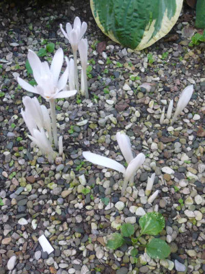 Colchicum-5.jpg