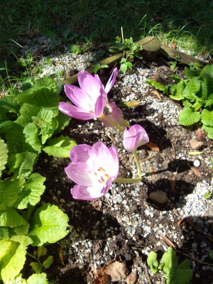 Colchicum.jpg