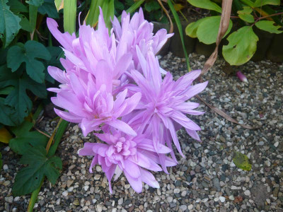 Colchicum-4.jpg