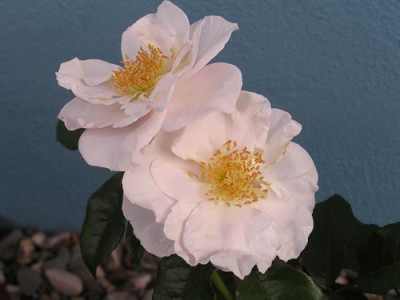 P8280009a.jpg
