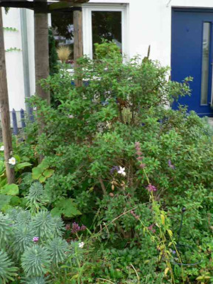 Osmanthus.jpg
