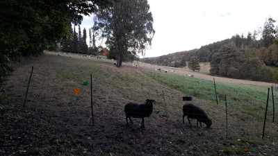 IMG-20240927-WA0013.jpeg