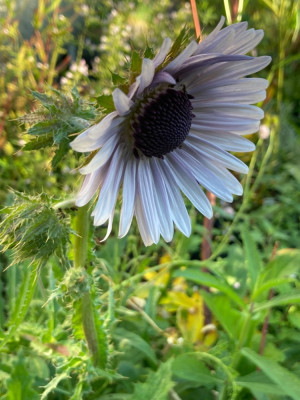 IMG_6319.jpeg