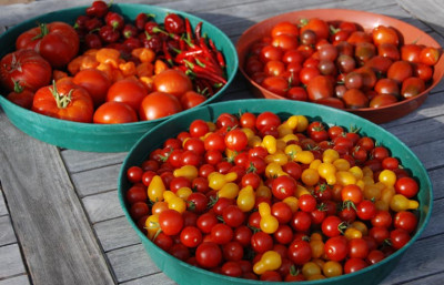 08-09-13-Ernte-Tomaten--Ch.jpg