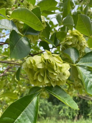 Ptelea trifoliata zaden 2024.jpg