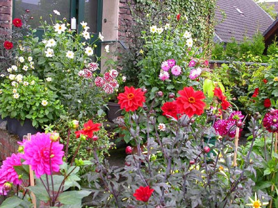 Dahlien_vor_der_Haustur_10.9.08.jpg