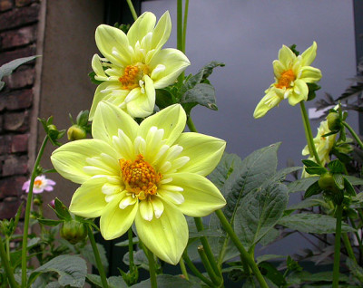 Clair_de_Lune_10.9.08.jpg