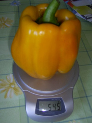 Paprika_2008.jpg