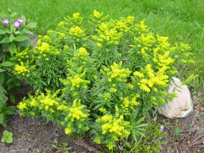 13.September_2008_009kl._Solidago_Laurin..JPG