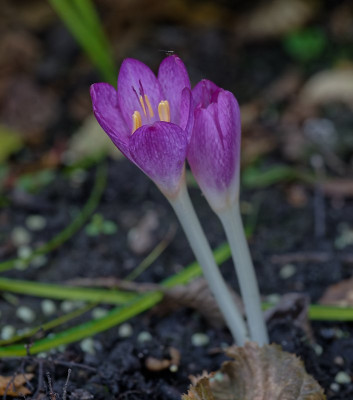 DSC_8731_DxO.jpg