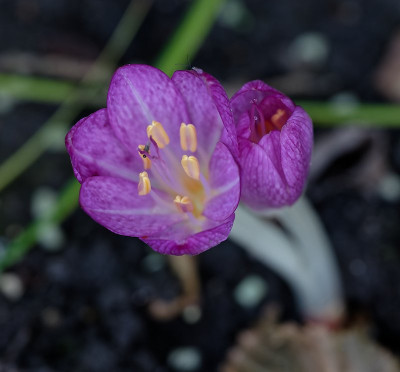 DSC_8732_DxO.jpg