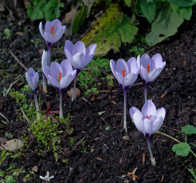 DSC_8731_DxO (2).jpg