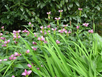 6.September_2008_Chelone_obliqua_Iris_Begenie.JPG