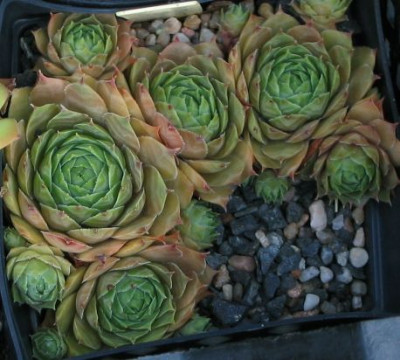 Sempervivum_040815_03.jpg