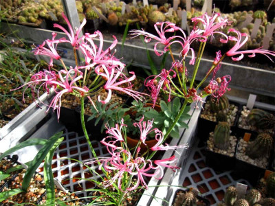 Nerine-filifolia1.jpg