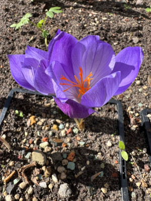 Crocus puringii