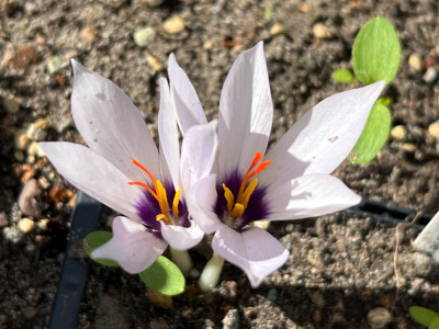 Crocus …