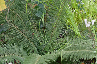 Polystichum-Sporling-Sep2924_034.jpg