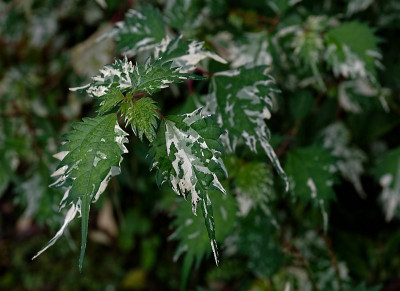 DSC_8651_DxO.jpg
