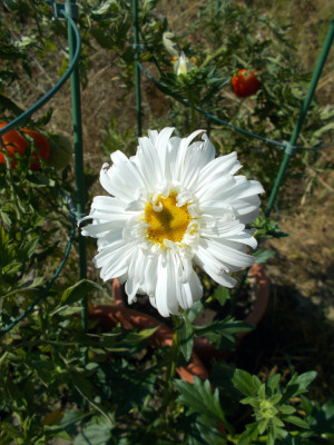 DSCN6379_Callistephus_chinensis.jpg