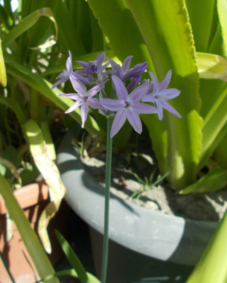 DSCN6399_Tulbaghia_John_Mays_Special.jpg