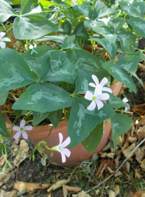 DSCN6401_Oxalis_triangularis_Fanny.jpg