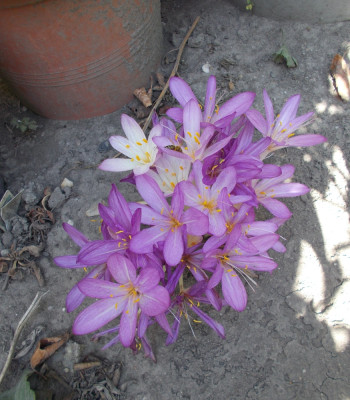 DSCN6403_Colchicum_Rest.jpg