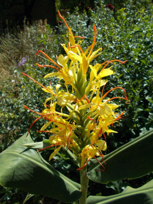 DSCN6407_Hedychium.jpg