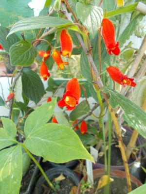 DSCN6409_Seemannia_Evita.jpg