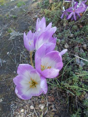 DSCN6432_Colchicum_NN_Naumenko.jpg