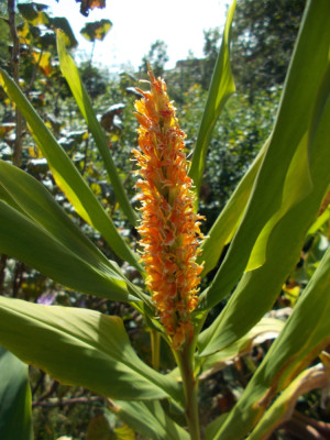 DSCN6436_Hedychium_Assam_Orange.jpg