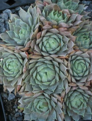 Sempervivum_040815_02.jpg