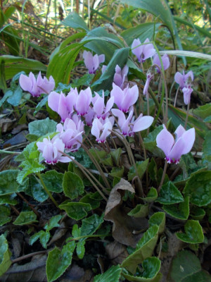 DSCN6461_Cyclamen_hederifolium.jpg