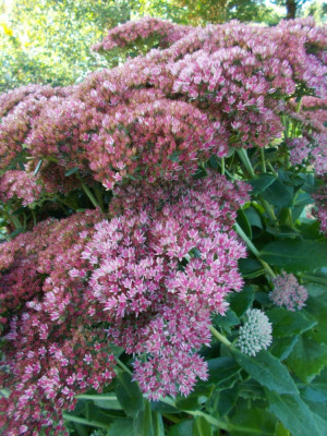 DSCN6462_Sedum_Herbstfreude.jpg
